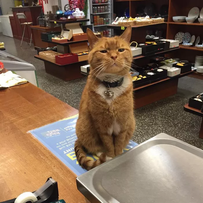 gato tienda 