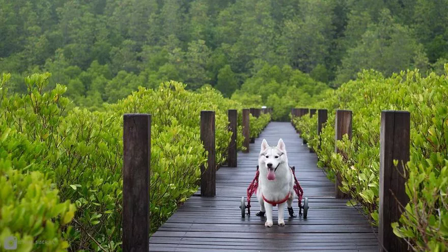 husky silla de ruedas