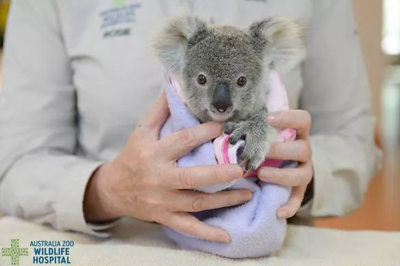 koala huerfano peluche