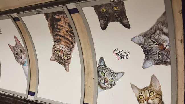 metro londres fotos gatos