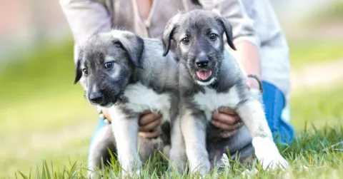 primeros perros gemelos identicos