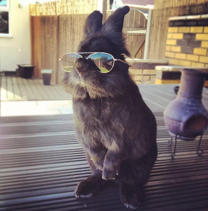 meme conejo gafas de sol 