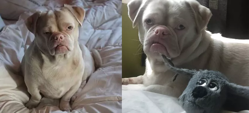 pug albino gruñon