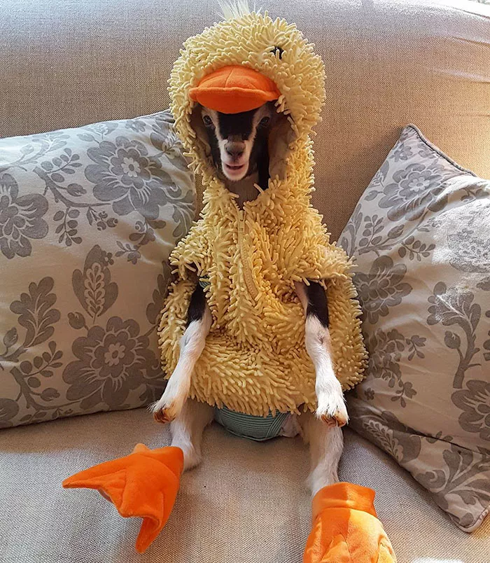 cabra disfraz de pato cabra disfraz de pato