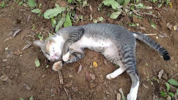 gata no quiere abandonar la tumba de su dueño