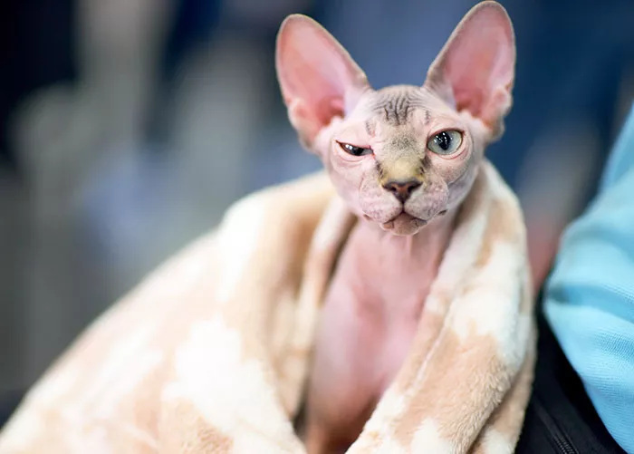 gatos depilados estafa esfinge