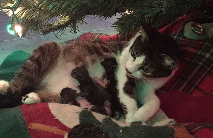 gata dando a luz bajo arbol de navidad