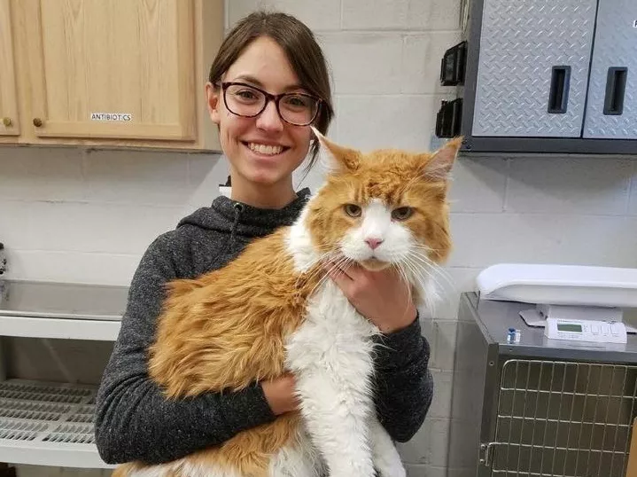 gato gigante abandonado