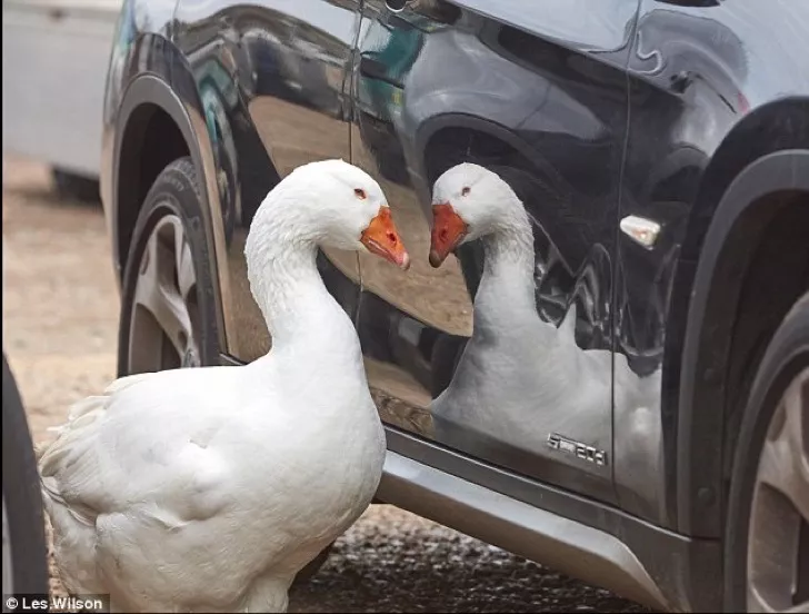 pato mira su reflejo porque se siente solo