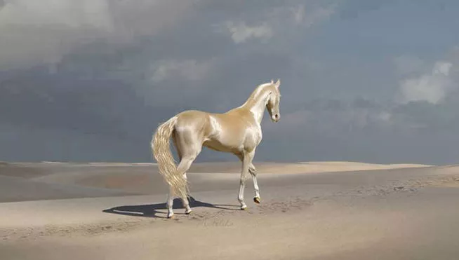 el caballo mas bonito del mundo 