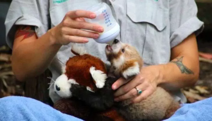 panda rojo peluche