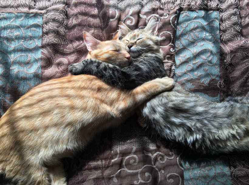 pareja de gatitos