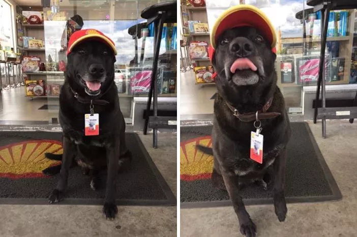 perro abandonado en gasolinera ahora trabaja ahi