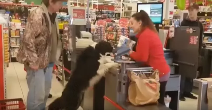 perro comprando su comida