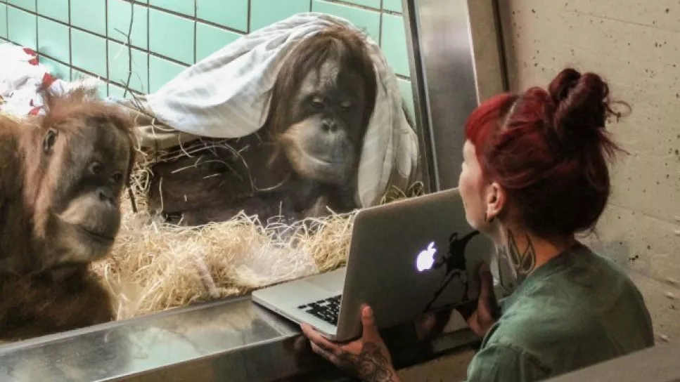 tinder para orangutanes