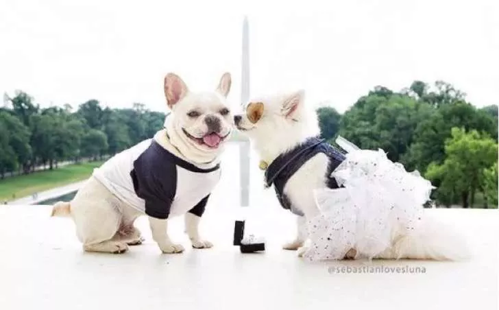 pareja de perritos fotos 