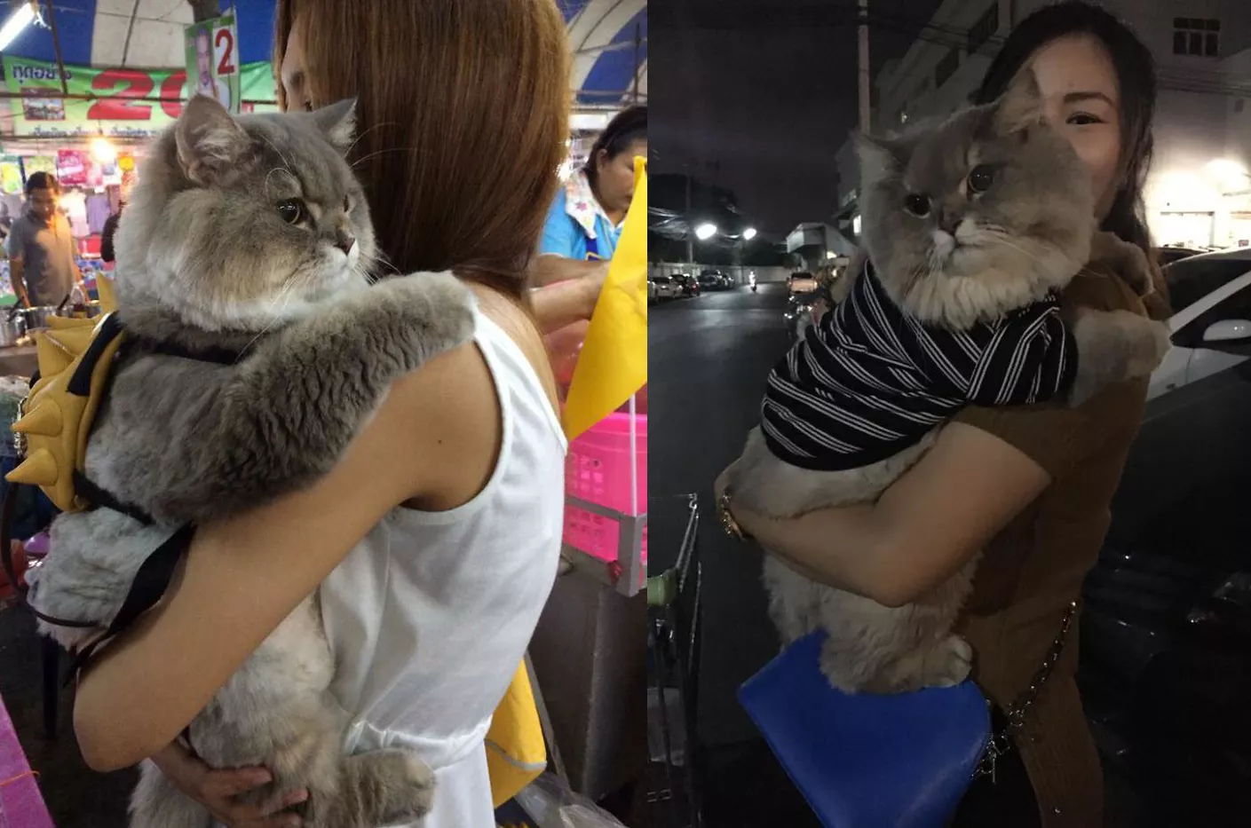gato tailandes