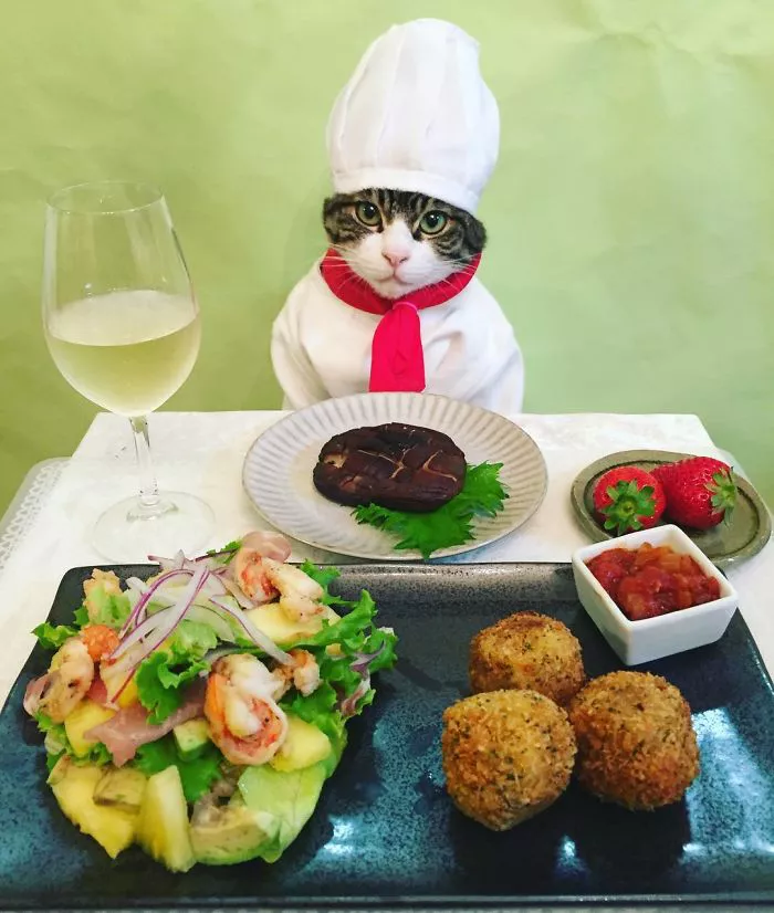 gato chef