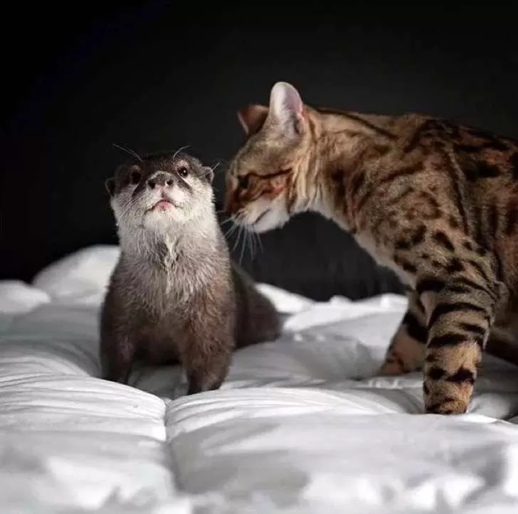 gato y nutria