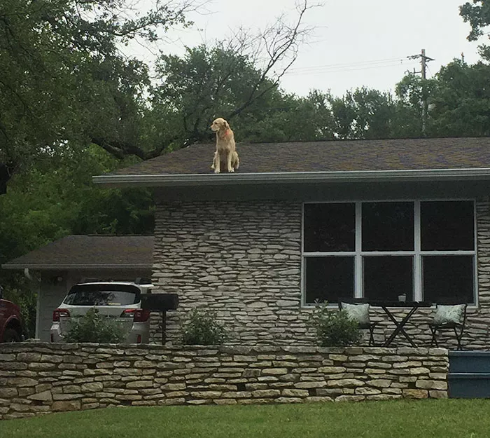 perro en el tejado