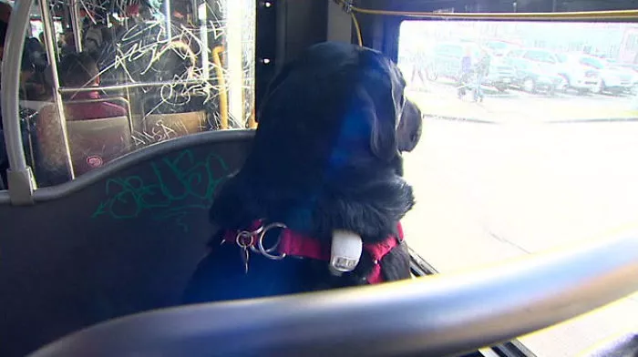 perro viaja solo en autobus