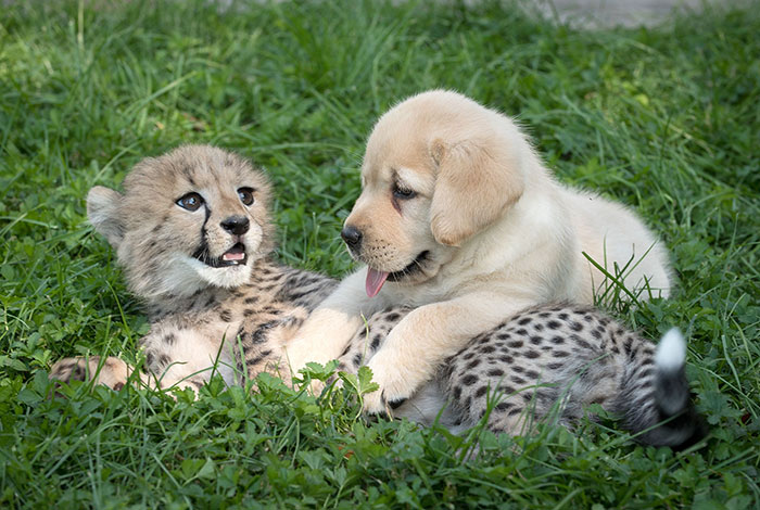 Los guepardos son tan tímidos, que los zoos les ponen “perros de apoyo”