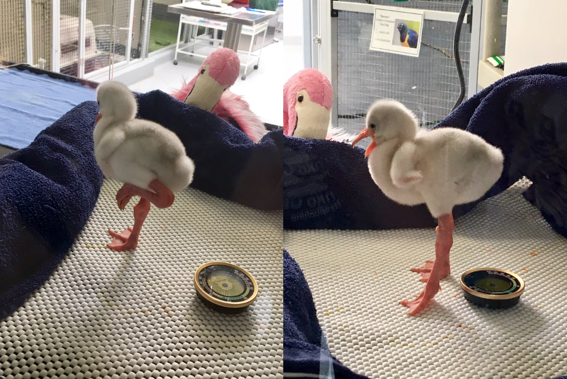 Este bebé flamenco intentando sostenerse con una pata es demasiado adorable