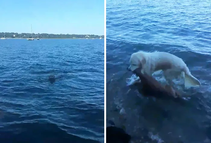 perro salva a cervatillo 