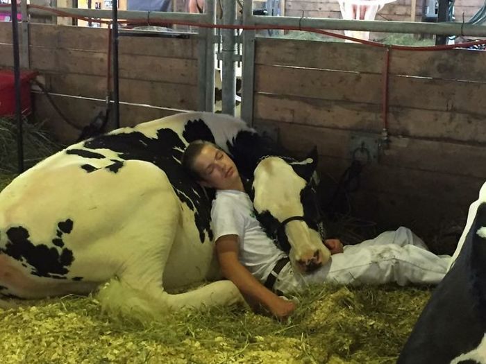La tierna historia detrás de esta foto viral de un adolescente y su vaca