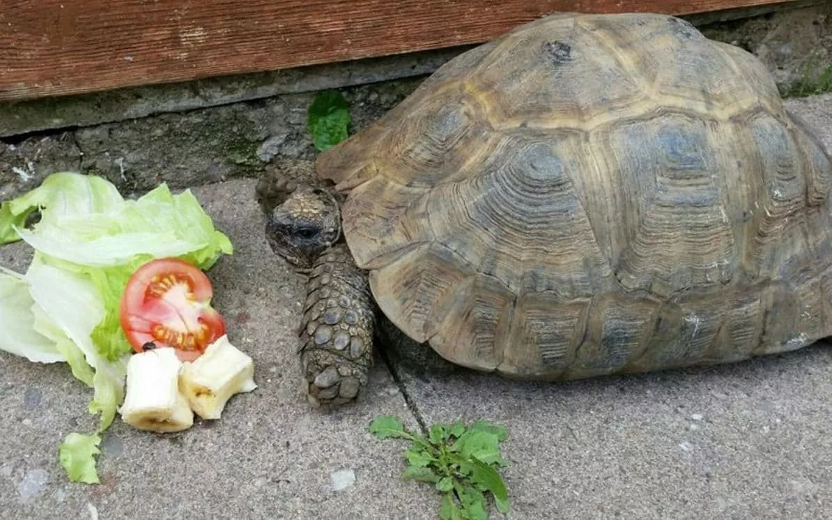 salva tortuga boca a boca