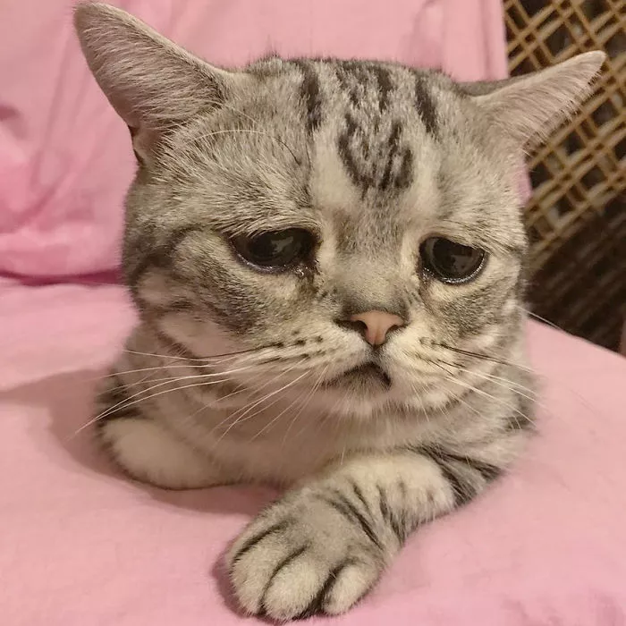 el gato mas triste