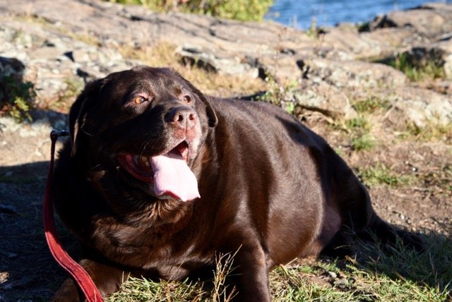 Conoce a Shiloh, el perrito obeso 