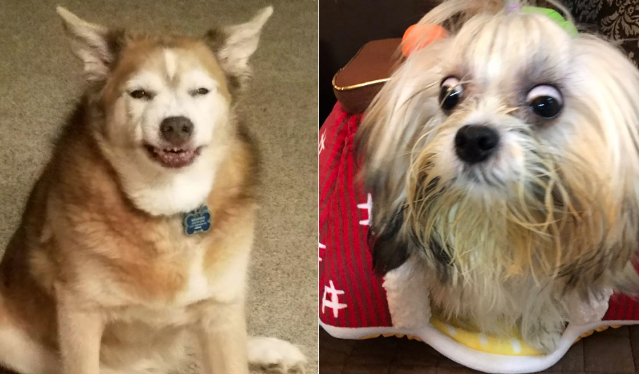 Este concurso de “fotos feas de perros” es lo más divertido que verás hoy