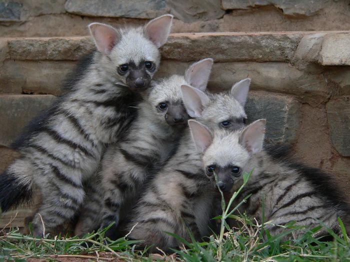 Lobo de tierra: la criatura adorable que no sabías que existía