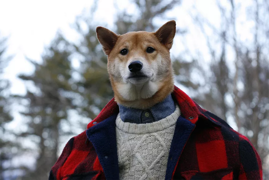 perro modelo