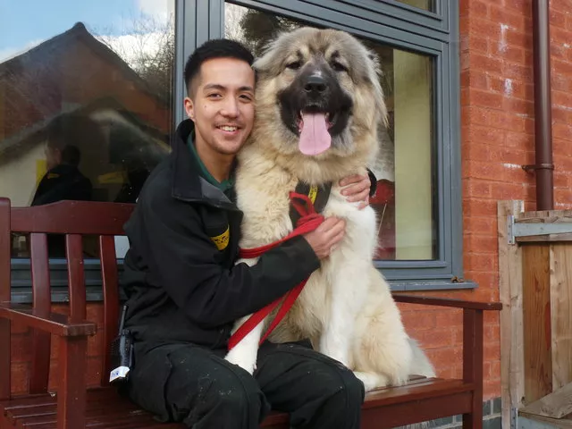 fluffy perra gigante