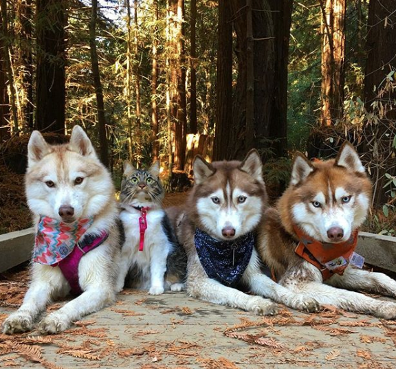 Tres huskies siberianos “adoptan” a una gatita y los cuatro son monísimos