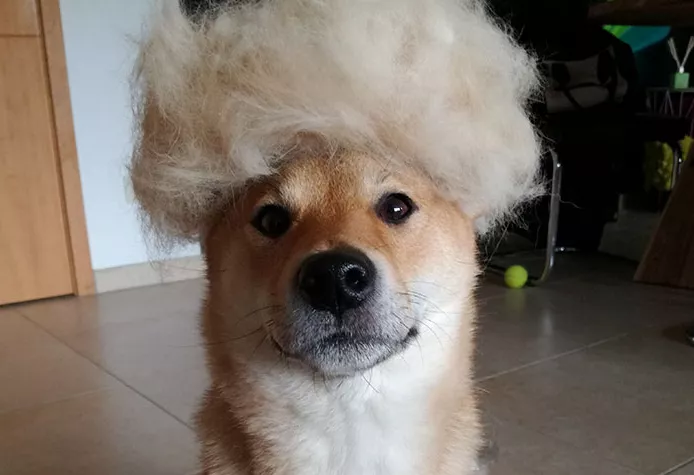 perra con peluca