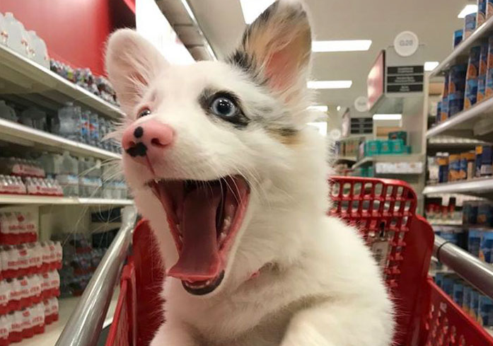 perro feliz supermercado