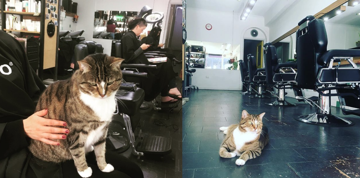 Esta gatita trabaja en una peluquería haciendo que los clientes se relajen