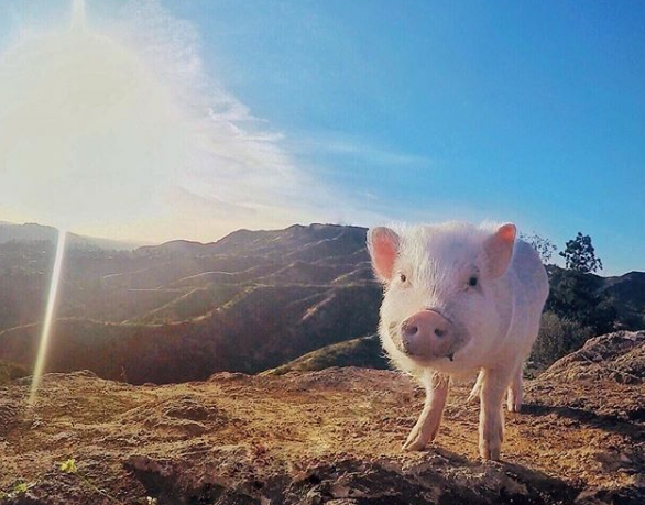 Este mini cerdo viaja por el mundo y es una estrella en Instagram