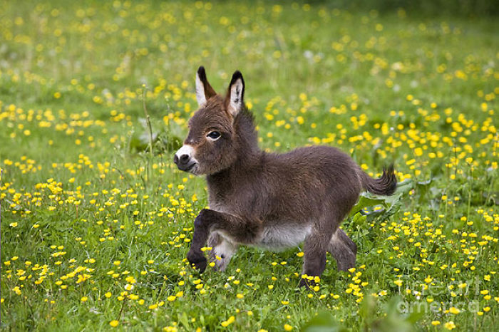 ¿Son los burritos los animales más adorables del mundo?