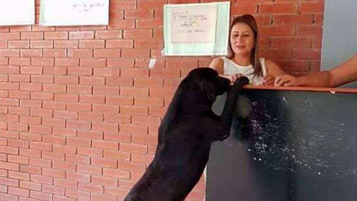 Este perro vive en un instituto y cada día va solo a “comprar” galletas Este perro vive en un instituto y cada día va solo a “comprar” galletas