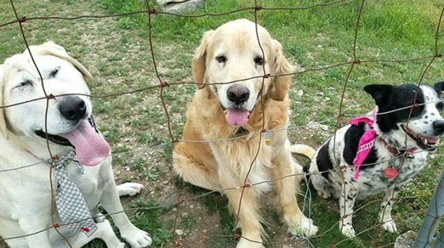 Nadie quería a este perro deforme, hasta que lo adoptaron y le cambió la vida