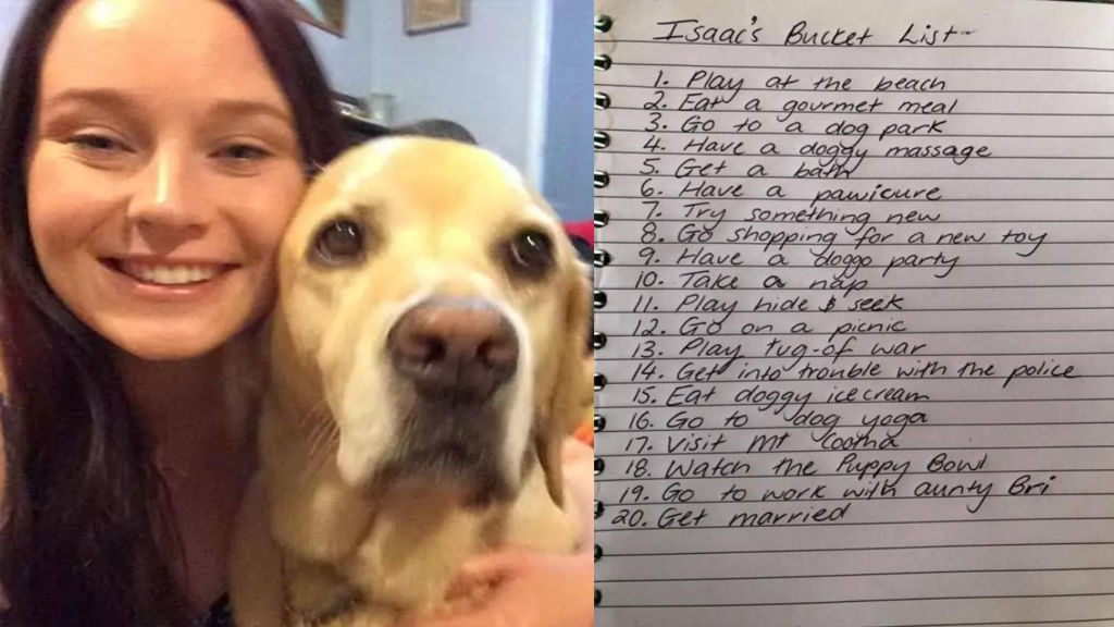 Crea una lista de últimos deseos para su perro enfermo terminal