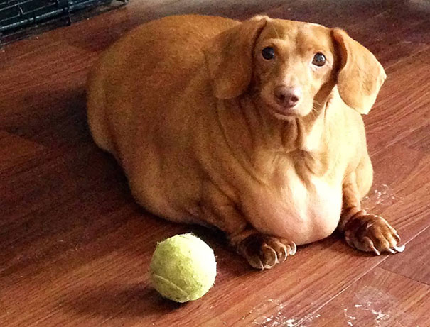 perro salchica obeso rescatado 