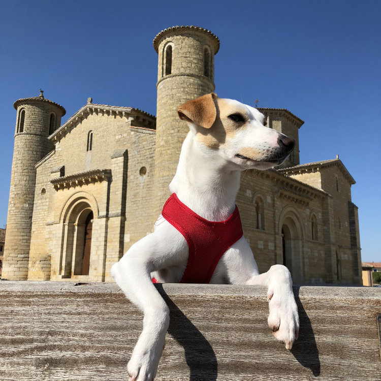 Pipper, el perro influencer que te muestra los mejores destinos para viajar con perros