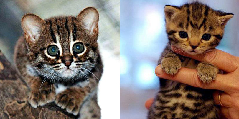 Internet descubre al gato salvaje más pequeño del mundo