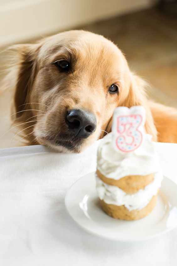 6 Recetas de pasteles para perros: Recetas aptas para perros que le encantarán a su perro