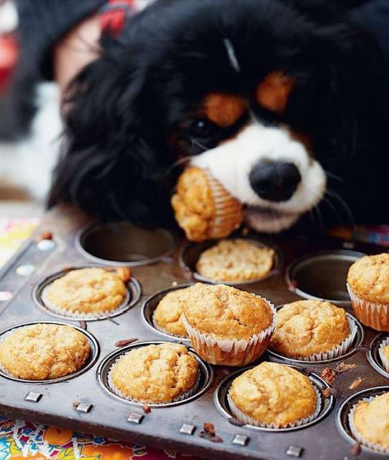 6 Recetas de pasteles para perros: Recetas aptas para perros que le encantarán a su perro